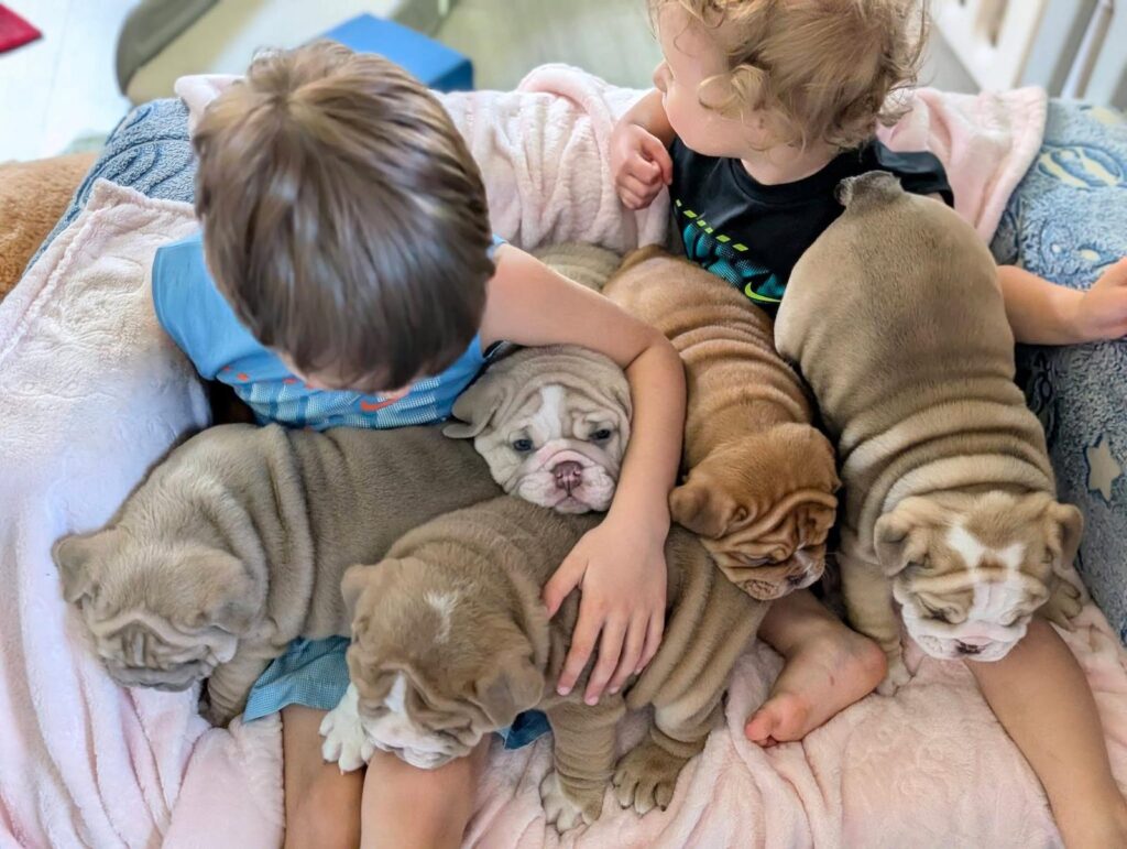 Healthy English Bulldog puppy available from Heritage English Bulldogs Puppies