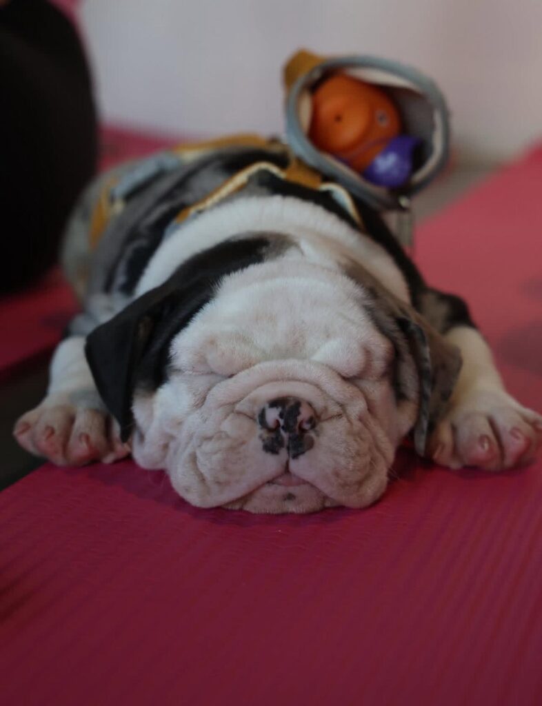 English Bulldog puppies raised with love and care by Heritage English Bulldogs