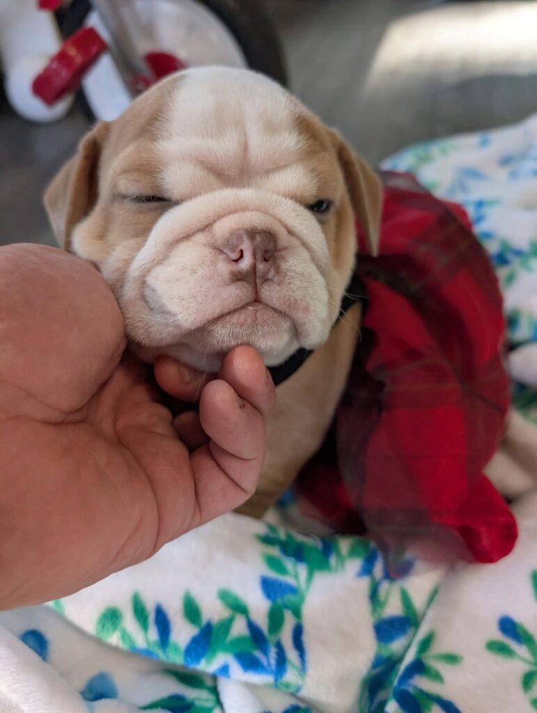 AKC Registered English Bulldog Puppies