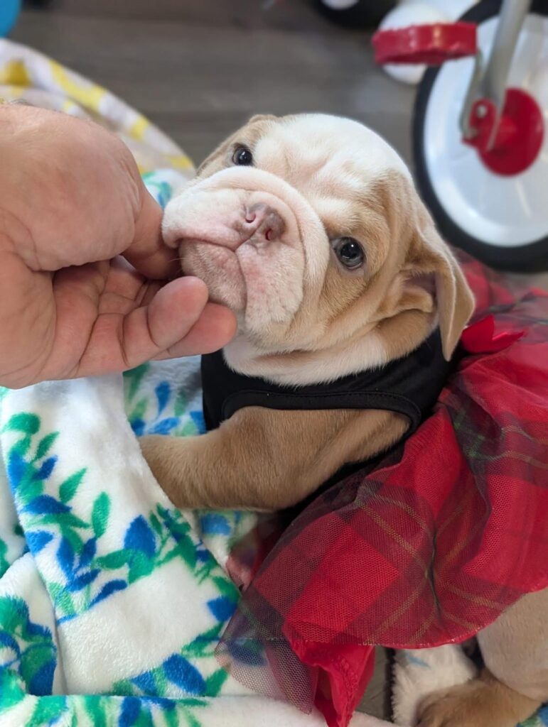 Cute English bulldog Puppies