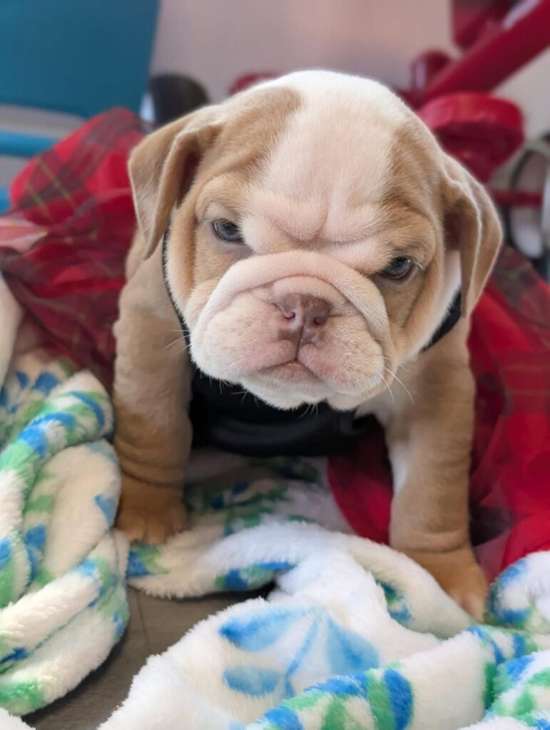 Health English Bulldog Puppies