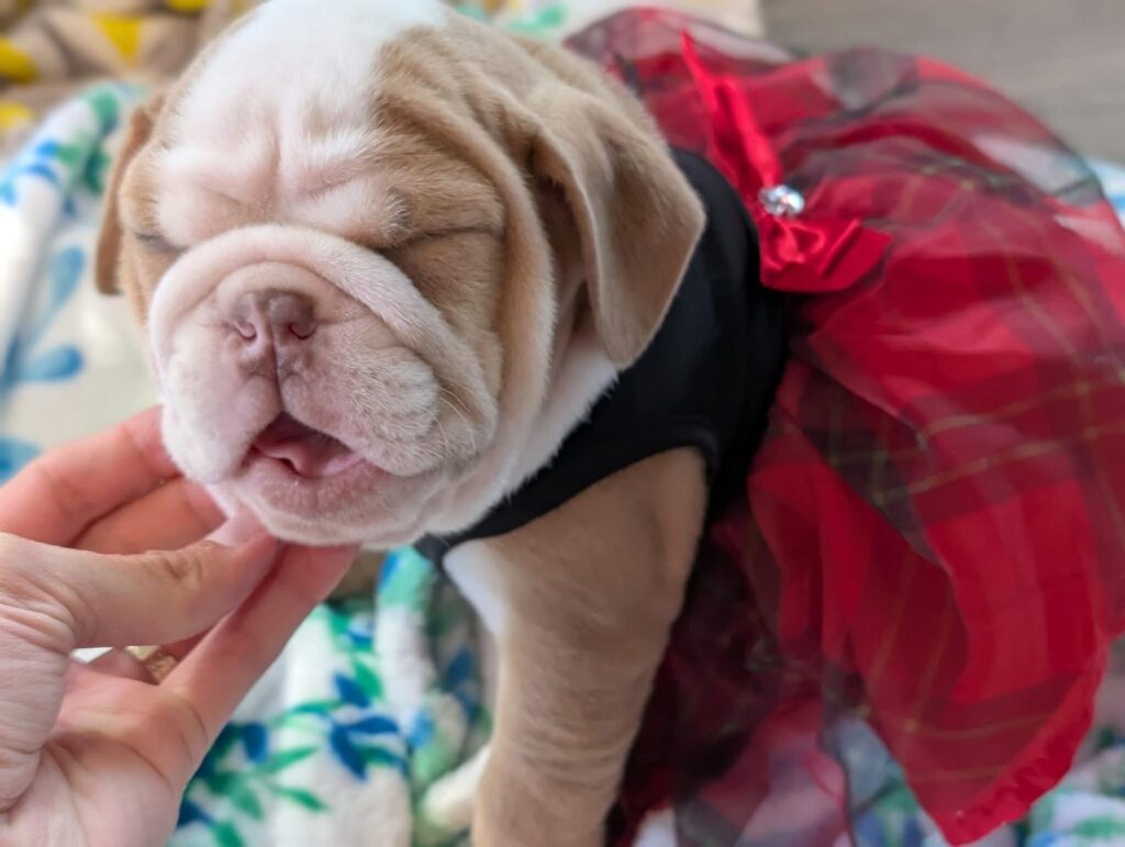 Amazing English bulldog puppies