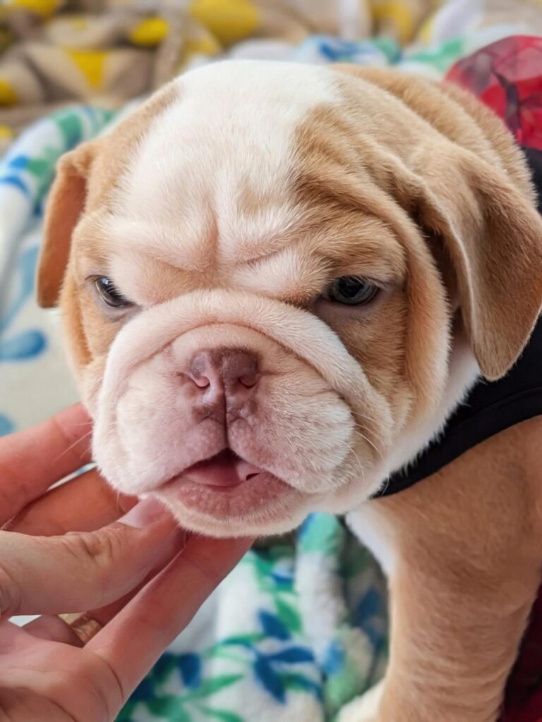 playful english bulldog puppies