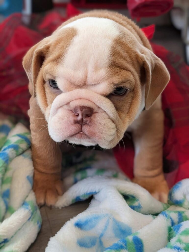 Available puppies