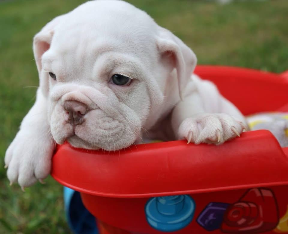 Healthy English Bulldog puppy available from Heritage English Bulldogs