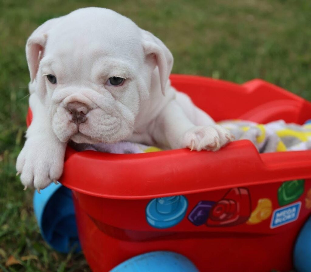 English Bulldog puppy with wrinkled face from Heritage English Bulldogs