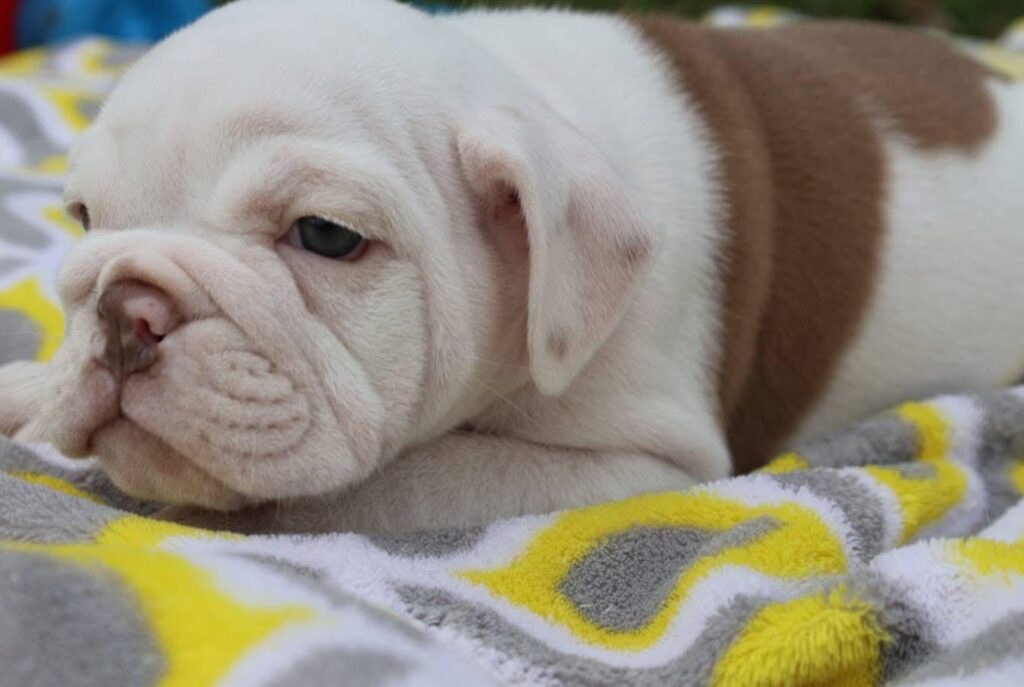 English Bulldog puppies raised with love and care by Heritage English Bulldogs