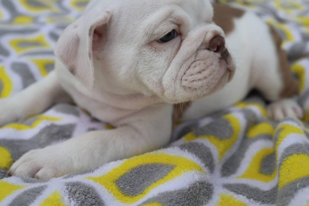 Cute English Bulldog puppy sitting with classic bulldog features