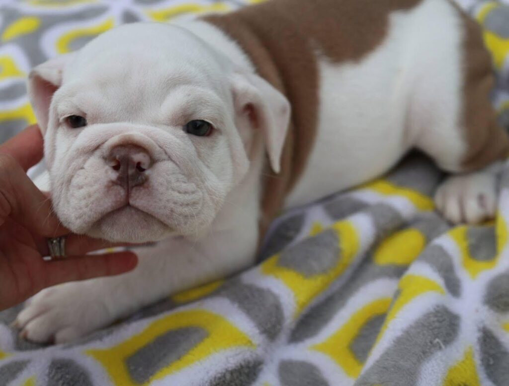 English Bulldog puppies raised with love and care by Heritage English Bulldogs