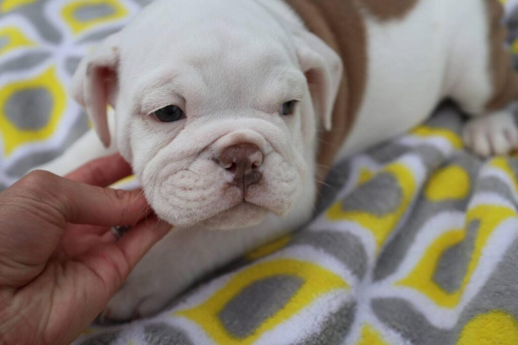 Champion quality English Bulldog puppy with strong build and personality
