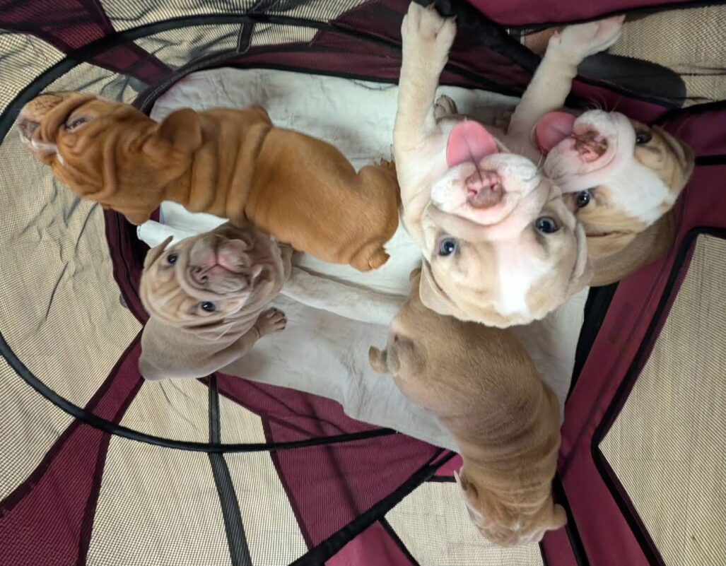 english bulldog puppies services