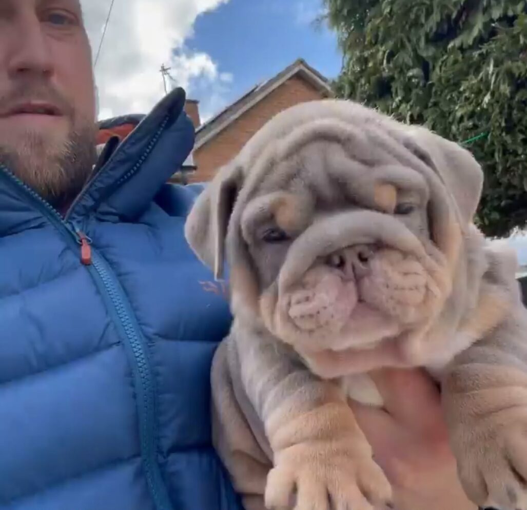English Bulldog Puppies For Sale