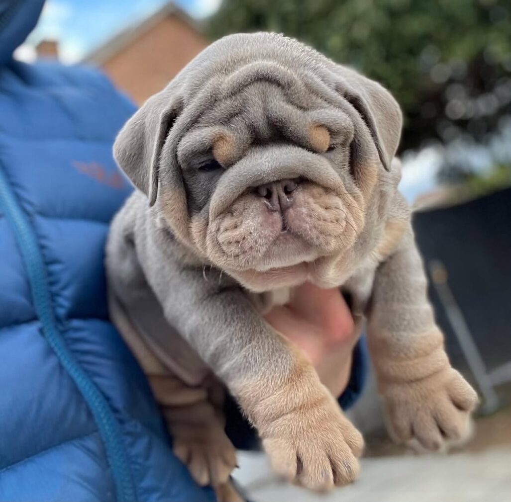 English Bulldog Puppies For Sale