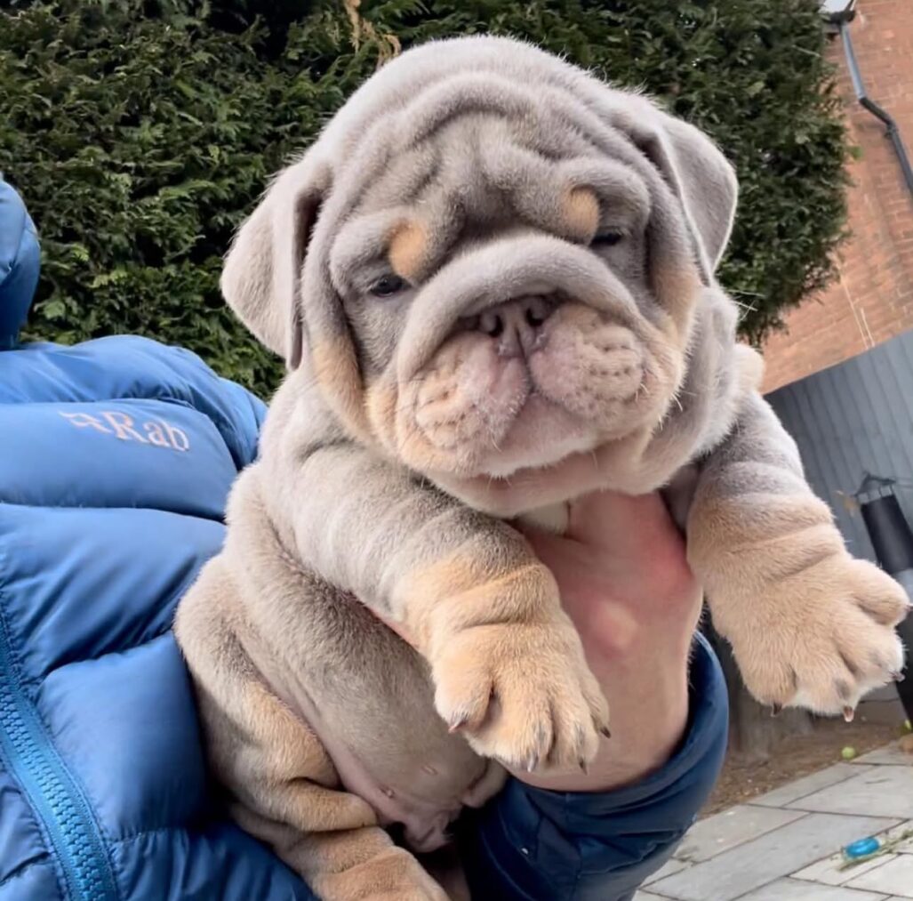 English Bulldog Puppies For Sale
